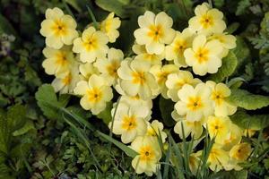 un groupe de primevères jaunes fleurissant au soleil du printemps photo