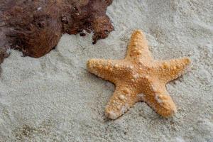 étoile de mer de la jungle et du bois flotté sur du sable doux photo