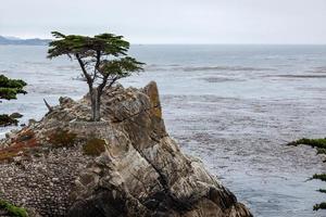 cyprès de monterey sur la côte du carmel photo