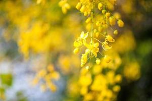 fleur jaune naturellement photo