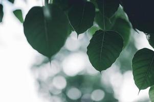 feuilles vertes feuilles yeux naturels en forme de coeur. belles couleurs vertes confortables. photo