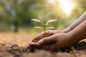 la main de l'agriculteur plantant des semis dans le sol, le boisement et le concept d'assainissement de l'environnement. photo