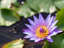 lotus et étang photo