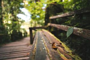 fond de vieille chaise au chemin de promenade en bois dans la forêt verte de la nature. photo