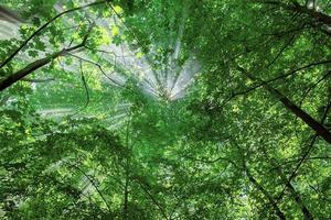 rayons du soleil à travers les arbres de la forêt photo