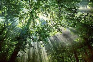 rayons du soleil à travers les arbres de la forêt photo