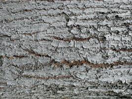 écorce d'un grand tronc d'arbre. motif de grain de bois à utiliser dans la fabrication de papier peint ou d'arrière-plan. photo