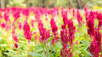 la fleur rose foncé est appelée crête de coq ou fleur de laine chainese. le nom scientifique est celosia argentea linn. photo