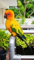 perroquets, cornure de soleil, jaune et vert. les perroquets sont élevés indépendamment. peut voler au besoin. oiseau mignon ou animal de compagnie naturellement élevé non mis en cage ou enchaîné, capable de voler librement. photo