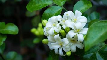 murraya paniculata ou nom orang jessamine, buis de chine, andaman satinwood, buis chinois buisson. photo