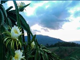 fleurs blanches de l'arbre fruitier du dragon. fond de montagnes avec la lumière du soleil le matin photo