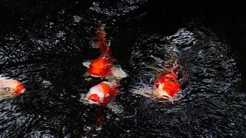 poisson koi fantaisie ou carpe fantaisie nageant dans un étang à poissons d'étang noir. animaux de compagnie populaires pour la détente et le sens du feng shui. le poisson bondit et ouvrit sa bouche au-dessus de l'eau. attendre la nourriture photo