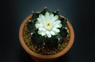 les fleurs fleurissent. cactus, fleur de gymnocalycium blanc et vert tendre, fleurissant au sommet d'une longue plante arquée hérissée entourant un fond noir, brillant d'en haut. photo