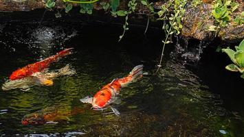 poisson koi du japon ou carpe fantaisie nageant dans un étang à poissons d'étang noir. animaux de compagnie populaires pour la détente et le sens du feng shui. animaux de compagnie populaires parmi les gens. les asiatiques aiment l'élever pour la bonne fortune. photo