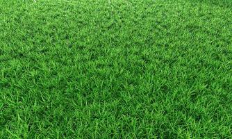 vignette de fond d'herbe verte ou la texture naturelle des murs. vue de dessus des pelouses vertes fraîches pour le fond, la toile de fond ou le papier peint. les plaines et les herbes de différentes tailles sont propres et bien rangées. la pelouse photo