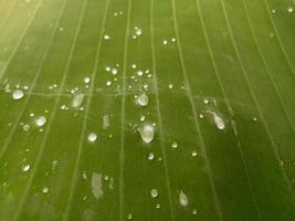 gouttelettes d'eau sur les feuilles et la lumière du soleil se reflète. photo