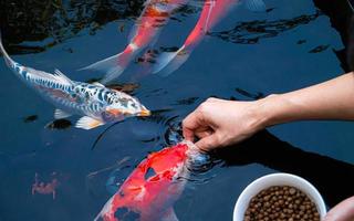 nourrir le koi japonais ou la merde de fantaisie avec vos mains nues. poisson apprivoisé au fermier. un étang à poissons de fantaisie koi en plein air pour la beauté. animaux de compagnie populaires pour la relaxation des personnes asiatiques et le feng shui signifiant bonne chance. photo