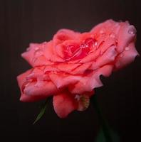 une rose avec des gouttes de pluie sur ses pétales. gros plan petite rose nommée rose de Damas, couleur rose ancienne, montrant des pétales et des couches de fleurs, lumière naturelle, piscine photo