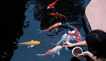 nourrir le koi japonais ou la merde de fantaisie avec vos mains nues. poisson apprivoisé au fermier. un étang à poissons de fantaisie koi en plein air pour la beauté. animaux de compagnie populaires pour la relaxation des personnes asiatiques et le feng shui signifiant bonne chance. photo
