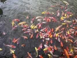 beaucoup de poissons koi dorés ou fantaisie grouillent dans la même direction. venir manger dans le vivier photo