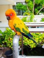 perroquets, cornure de soleil, jaune et vert. les perroquets sont élevés indépendamment. peut voler au besoin. oiseau mignon ou animal de compagnie naturellement élevé non mis en cage ou enchaîné, capable de voler librement. photo