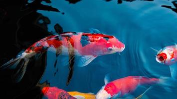 poisson koi fantaisie ou carpe fantaisie nageant dans un étang à poissons d'étang noir. animaux de compagnie populaires pour la détente et le sens du feng shui. photo