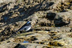 Bergeronnette printanière motacilla alba port de Pormuck Irlande du Nord uk photo