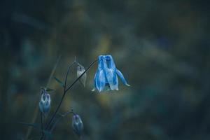 belle fleur bleue dans le jardin au printemps photo