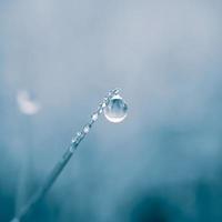 goutte de pluie sur la feuille d'herbe au printemps les jours de pluie photo