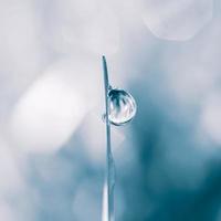 goutte de pluie sur la feuille d'herbe au printemps les jours de pluie photo