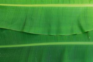 feuilles de bananier vert pour le fond photo