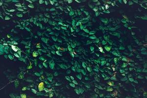 feuilles vertes fond de plante de texture naturelle, beau petit mur de feuilles vertes et fond d'espace de copie