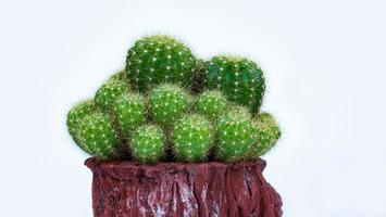 de nombreux cactus emballés dans un pot en forme de bûche sur fond blanc. photo