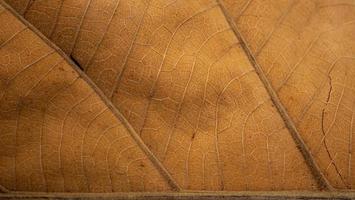 bandes de feuilles sèches, brunes. rayures et lignes de feuilles sèches croquantes. peut être utilisé comme arrière-plan ou papier peint photo