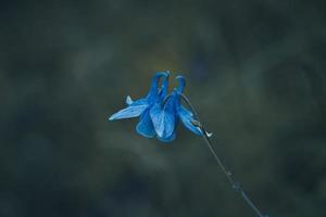 belle fleur bleue dans le jardin au printemps photo