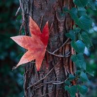 feuille d'érable rouge en automne, feuilles d'automne photo