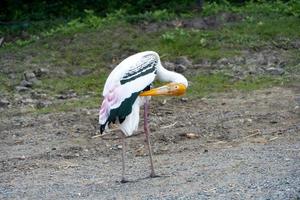 cigogne peinte, Mycteria leucocephala, sont dans le front de mer à la recherche de nourriture. photo