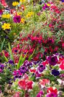 fleurs d'été qui fleurissent dans un parterre de fleurs dans un jardin anglais photo