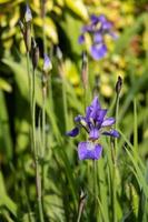 fleur d'iris qui fleurit au printemps dans un jardin anglais photo