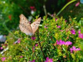 papillon photo gratuite