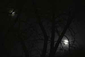 clair de lune la nuit et branches d'arbres effrayantes photo