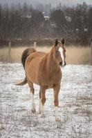 portrait de cheval en hiver. photo