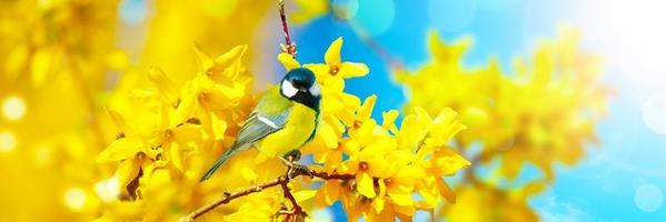 Mésange charbonnière assise sur une branche d'arbre au printemps photo