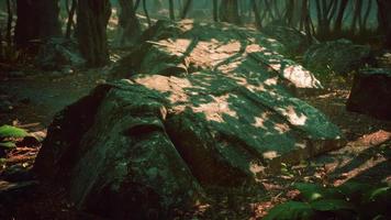 matin brumeux dans les bois avec des rayons de lumière dans la forêt photo