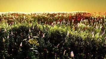 champ de fleurs pendant le coucher du soleil d'été photo