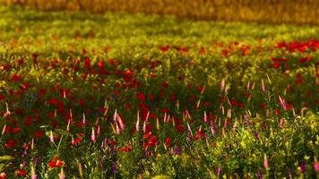 beau champ de coquelicots au lever du soleil photo