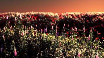 champ de fleurs pendant le coucher du soleil d'été photo