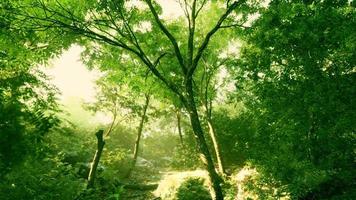 la lumière du soleil de fin d'été perce les arbres photo