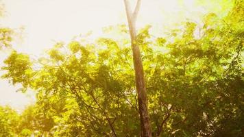 la lumière du soleil de fin d'été perce les arbres photo