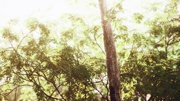 la lumière du soleil de fin d'été perce les arbres photo